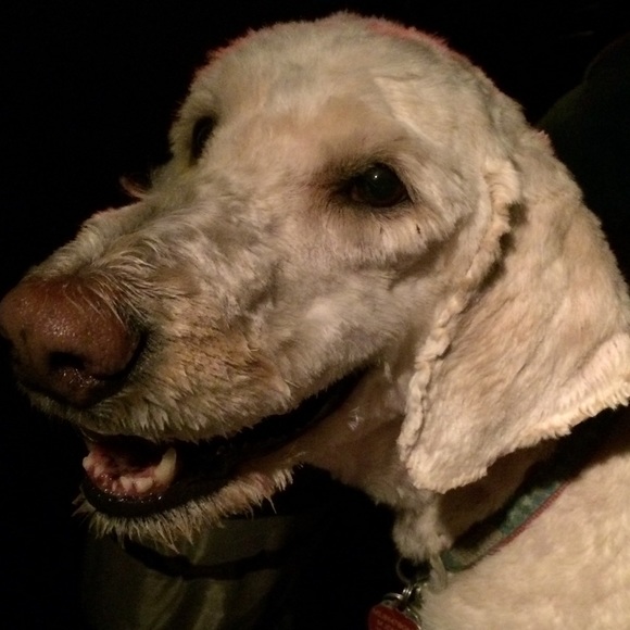 Meet your Posher, Aalia - Picture 1 of 1